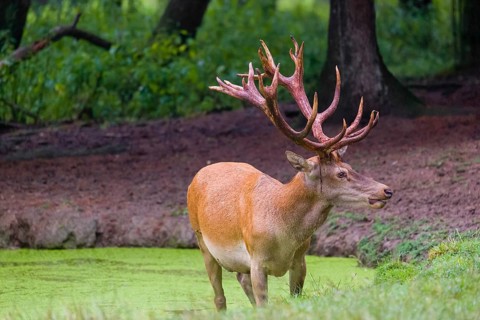 A red deer stag (Cervus elaphus) stands in a pond covered with duckweed