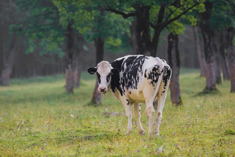 A Holstein Friesian cattle grazing on the alpine pasture with maple trees, Eng valley, Austria,