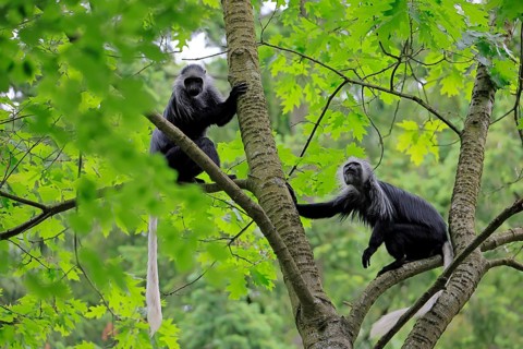 White-bearded snub-nosed monkey (Colobus polykomos), adult, two, sitting, on tree, foraging,