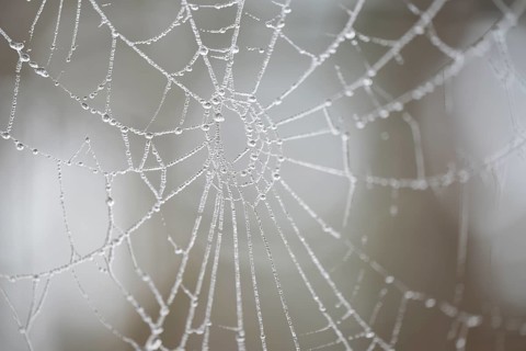 Spider web with frozen water droplets, detail, macro, close up, filigree structure, shallow depth