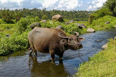 Domesticated water buffalo (Bubalus arnee) Kerabau buffalo standing on a leash in a small stream,