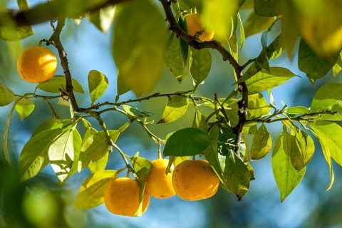 Ripe citrus fruits on branches, sunrays penetrate the dense foliage, summer atmosphere, Netherlands