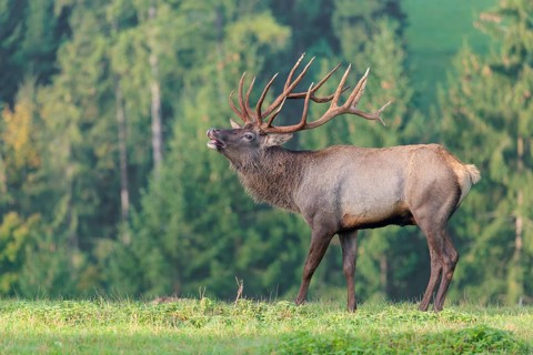 An Altai maral stag (Altai wapiti or Altai moose) (Cervus canadensis sibiricus) stands flehming on