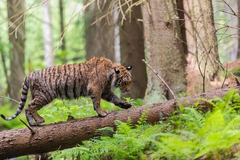 One young female Siberian Tiger, Panthera tigris altaica, crossing a creek deep in a forest over a