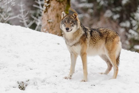 An adult male grey wolf (Canis lupus lupus) stands on a sloping, snow-covered meadow on a cold,