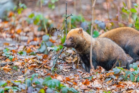 One Bush dog (Speothos venaticus) walking thru deforested area with dead leaves on the hilly ground