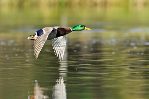 Mallard (Anas platyrhynchos), drake in flight, Switzerland, Europe