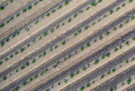 Aerial view of a potato field with ridges and young shoots, Dresden, Saxony, Germany, Europe
