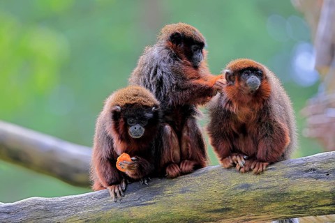 Coppery titi (Plecturocebus cupreus, Syn.: Callicebus cupreus), three coppery titi, group, feeding,