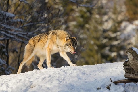 An adult male grey wolf (Canis lupus lupus) stands on a sloping, snow-covered meadow at the edge of