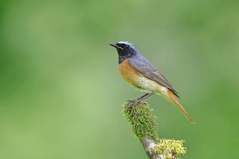Redstart (Phoenicurus phoenicurus), male on a mossy branch, songbird, wildlife, Siegerland, North