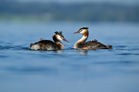 Great Crested Grebe (Podiceps Scalloped ribbonfish), pair with chicks in plumage swimming in the