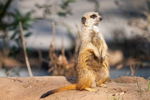 Meerkat (Suricata suricatta) standing sweet and curious in the desert, captive, occurrence Africa