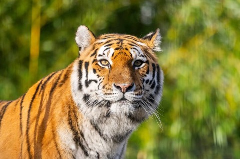 Portrait of a Siberian tiger (Panthera tigris tigris) in a forest, captive, incidence in Russia and