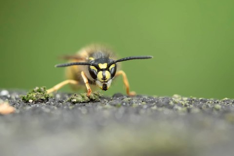 Common wasp (Vespula vulgaris) adult insect in a garden in summer, England, United Kingdom, Europe