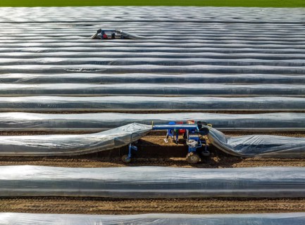 Wesel, North Rhine-Westphalia, Germany, Harvest workers from Eastern Europe harvest the first