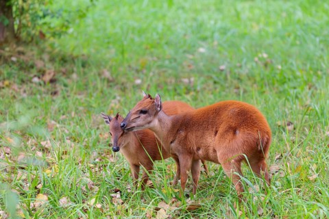 A female red forest duiker, Natal duiker or Natal red duiker (Cephalophus natalensis) stands with