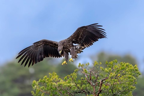 White-tailed eagle, Eurasian sea eagle (Haliaeetus albicilla) juvenile landing with spread wings in