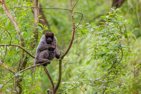 A common woolly monkey, brown woolly monkey, or Humboldt's woolly monkey (Lagothrix lagothricha)