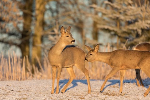 Roe deer on hoar frosted meadow at minus 15 °C at sunrise. Trees and dead stinging nettle in