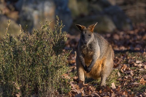 One swamp wallaby (Wallabia bicolor) next to a bush in early morning light