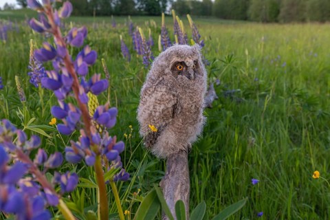 One young long-eared owl (Asio otus), sitting on a branch that is lying in a field of flowering