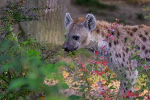 One young adult male spotted hyena (Crocuta crocuta), or laughing hyena standing behind some bushes
