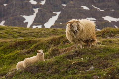 Grazing sheep in fresh green grass, Seydisfjordur, E Iceland