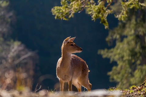 One female Manchurian sika deer or Dybowski's sika deer (Cervus nippon mantchuricus or Cervus