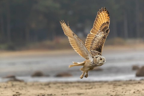 One Siberian Eagle Owl (Bubo bubo sibiricus) flying over a dry lakeshore on an autumnal misty cold