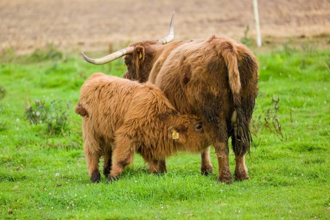 One Highland cow (Bos primigenius taurus) suckling her calf