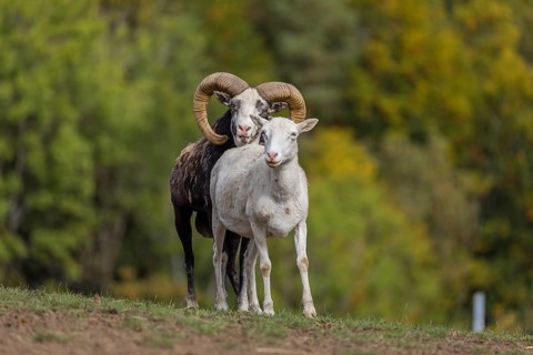 One male snow sheep (Ovis nivicola), or Siberian bighorn sheep checks the readiness of a goat to