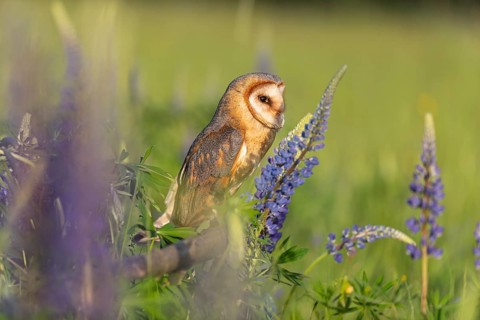 One barn owl (Tyto alba) sitting on a branch lying in a field of flowering lupines in late evening