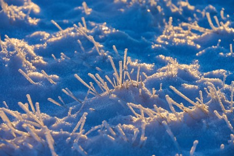 Icy blades of grass in the snow in blue morning light, winter, Wasserkuppe, Gersfeld, Rhön, Hesse,