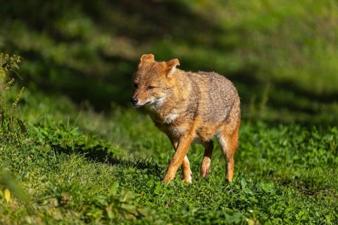 One golden jackal (Canis aureus) walking on green grass on a sunny day