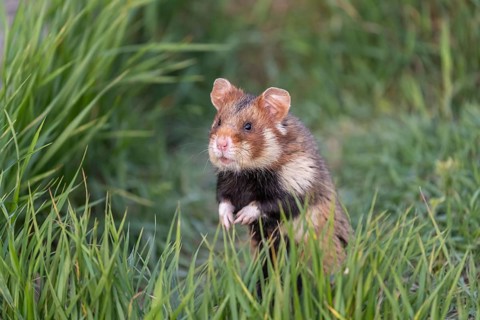 One European hamster (Cricetus cricetus), Eurasian hamster, black-bellied hamster or common