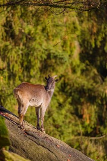 A female Himalayan tahr (Hemitragus jemlahicus) stands on a steep rocky slope. In the background is