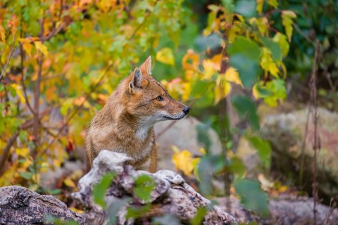 One golden jackal (Canis aureus) stands on a fallen tree trunk. Behind him is a tree in intense
