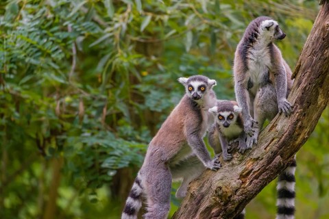 Two adult and one young ring-tailed lemurs (Lemur catta) sit high up on a branch of tree