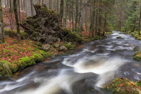 Kleine Ohe creek below Waldhaeuser village in the Bavarian Forest Nationalpark. Flowing water and