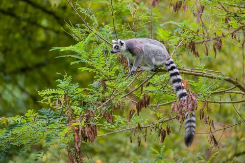 A ring-tailed lemur (Lemur catta) stands high up on a branch of tree with fresh green leafs