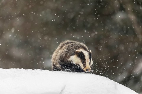 One young European badger (Meles meles) walking through deep snow during snow fall