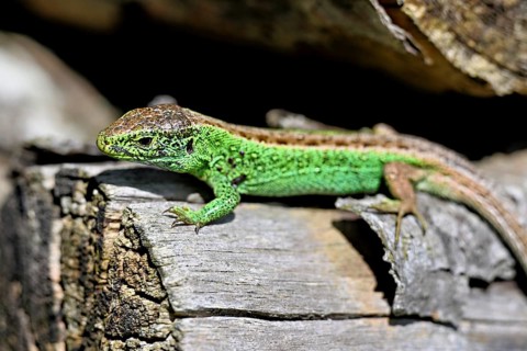 Sand lizard (Lacerta agilis), male in mating plumage, on woodpile, Switzerland, Europe