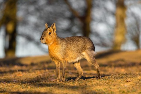 One Patagonian mara (Dolichotis patagonum) walks over a dry meadow in early morning light