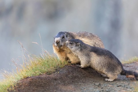 One adult Alpine Marmot, Marmota marmota, and one young marmot standing side by side. Mountains in