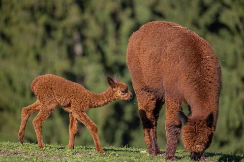 Brown female Alpaca (Vicugna pacos) with her newborn standing in green grass, with a green forest