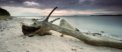 Stranded dragon, driftwood on the beach, Mönchgut Peninsula, Southeast Rügen Biosphere Reserve,