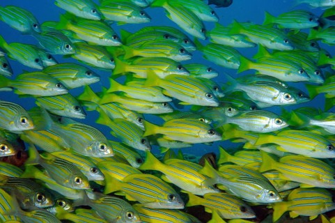 Close-up of shoal of blue-striped snapper (Lutjanus kasmira) Blue-striped snapper, Indian Ocean,