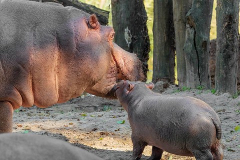 A baby hippopotamus (Hippopotamus amphibius) and its mother standing on a sandy riverbank in an