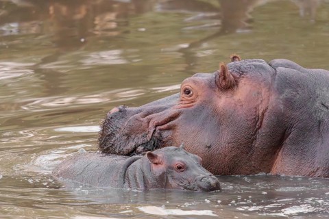A baby hippopotamus (Hippopotamus amphibius) and its mother swimming in a river